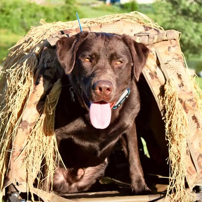 Retriever at Great Plains Kennels