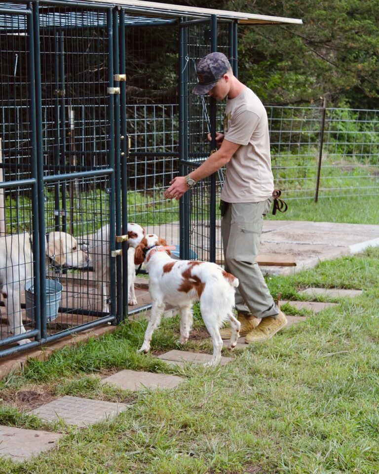 Retriever at Great Plains Kennels