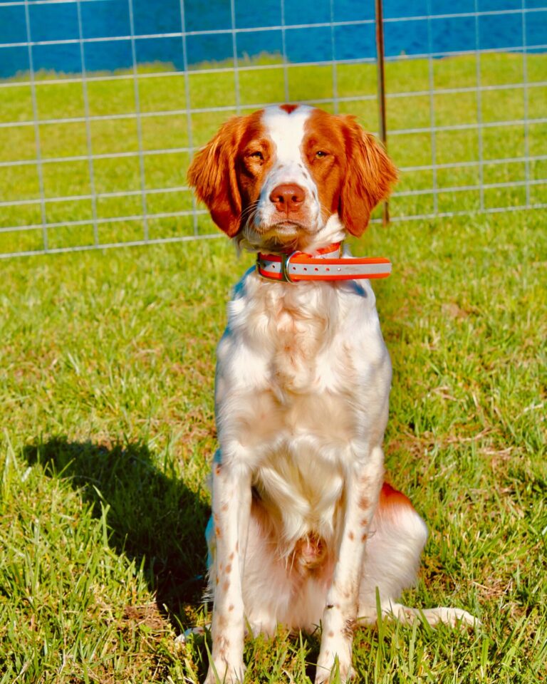 Retriever at Great Plains Kennels