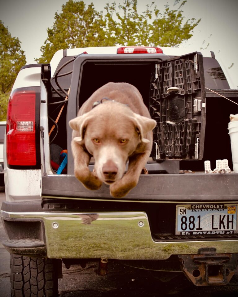 Retriever at Great Plains Kennels