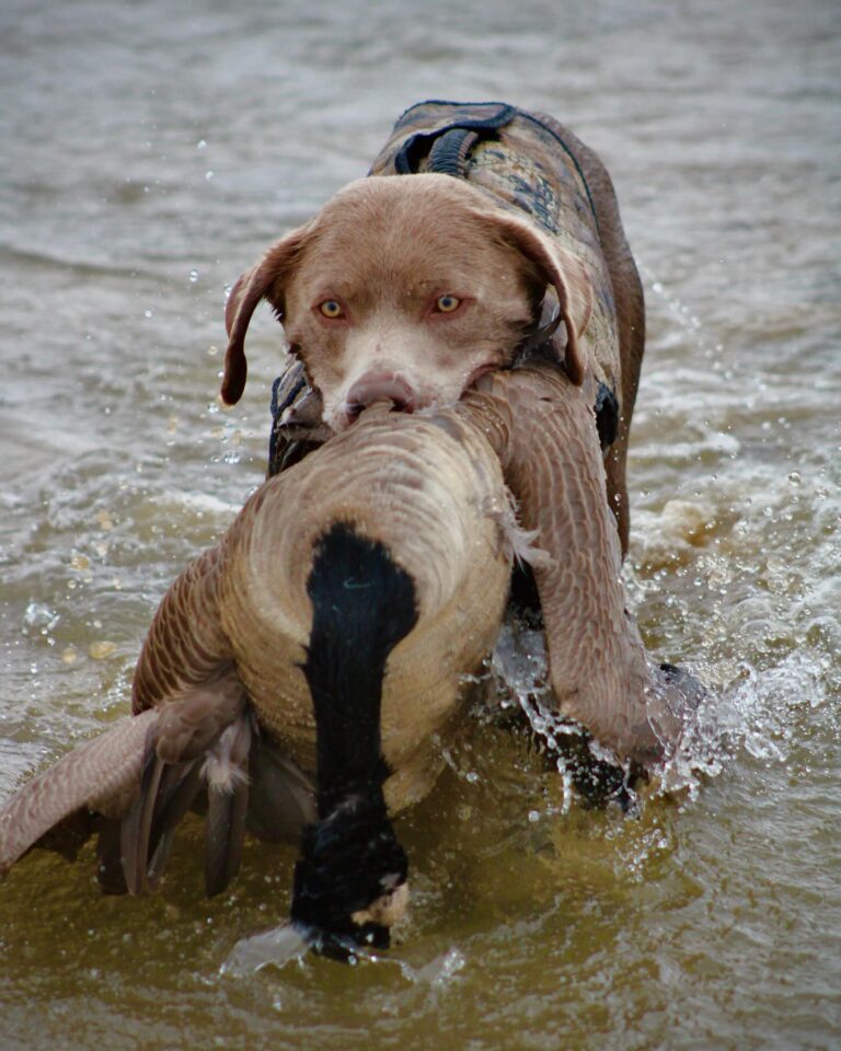 Retriever at Great Plains Kennels