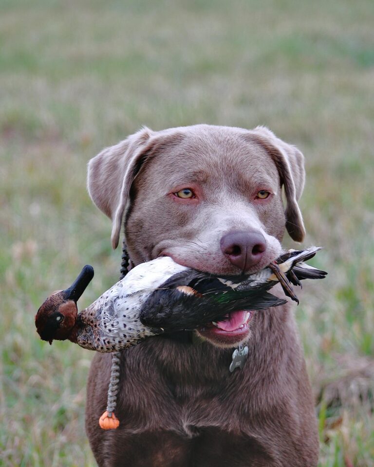 Retriever at Great Plains Kennels