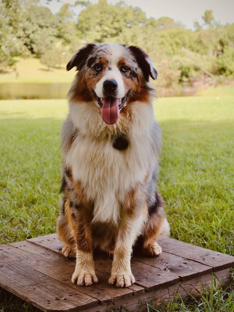 Great Plains Kennels dog