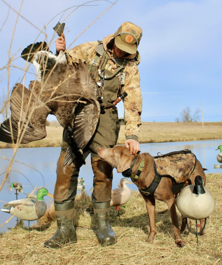 Retriever working in the field