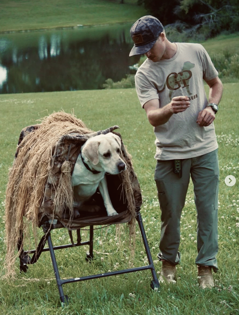 Retriever working in the field