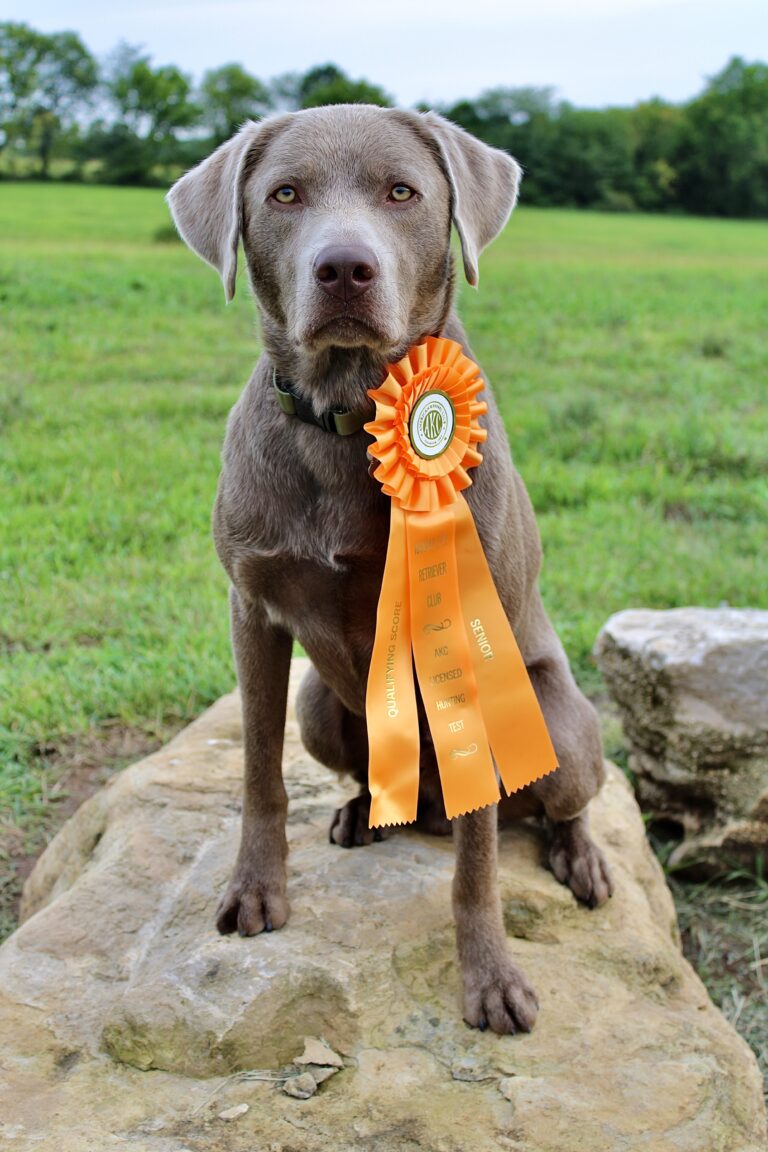 Great Plains Kennels dog