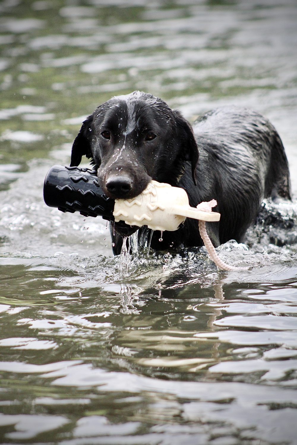 Retriever swimming a water retrieve with a bumper