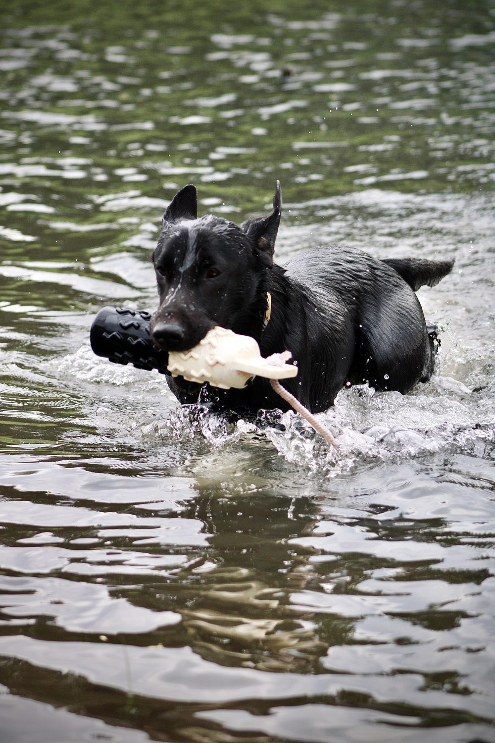 Retriever swimming back with a bumper