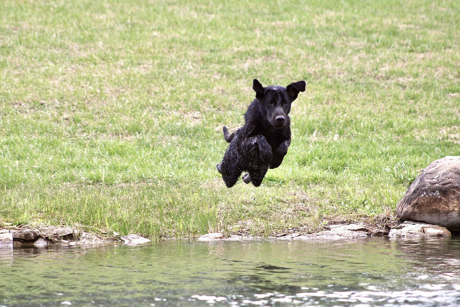 Retriever launching into the water after a mark
