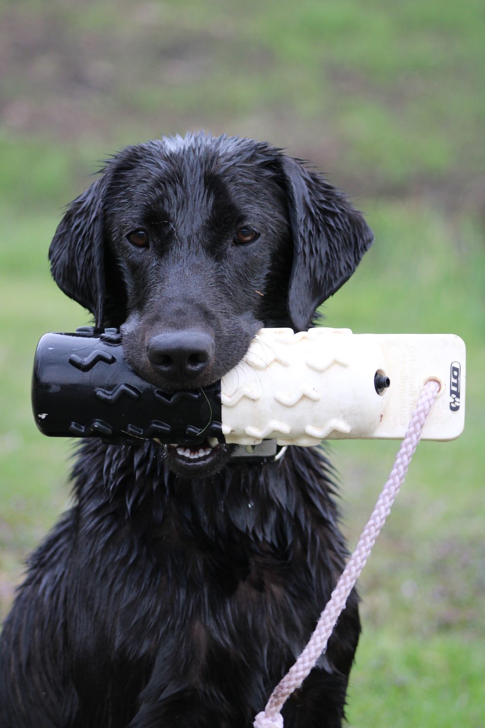 Close-up of a retriever delivering to hand