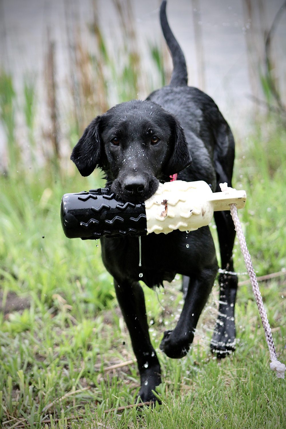 Retriever running a mark with a bumper