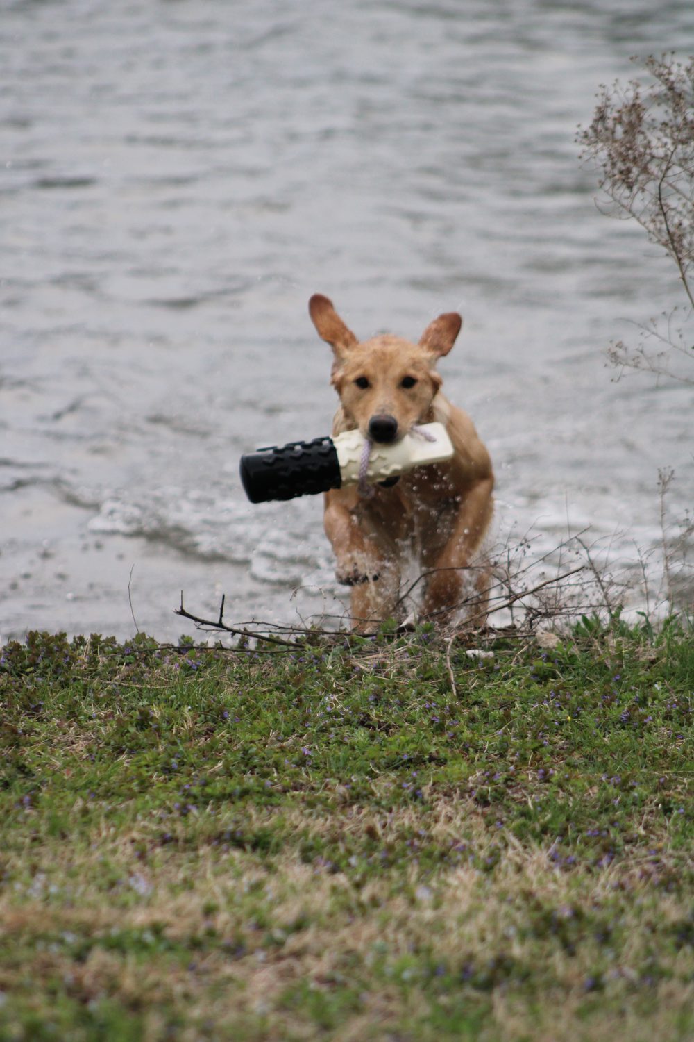 Yellow retriever returning with a bumper