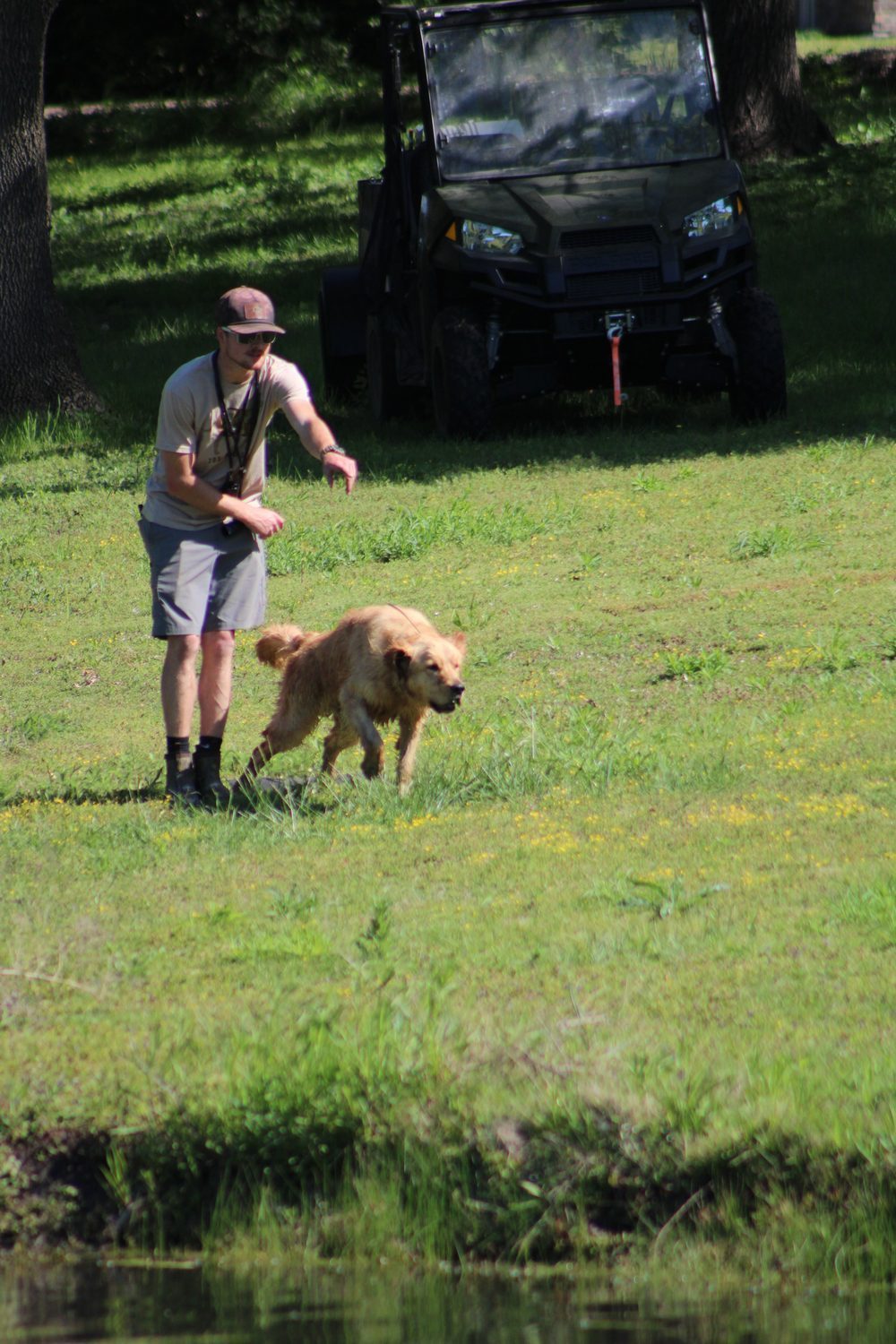 Devin sending a dog on a retrieve