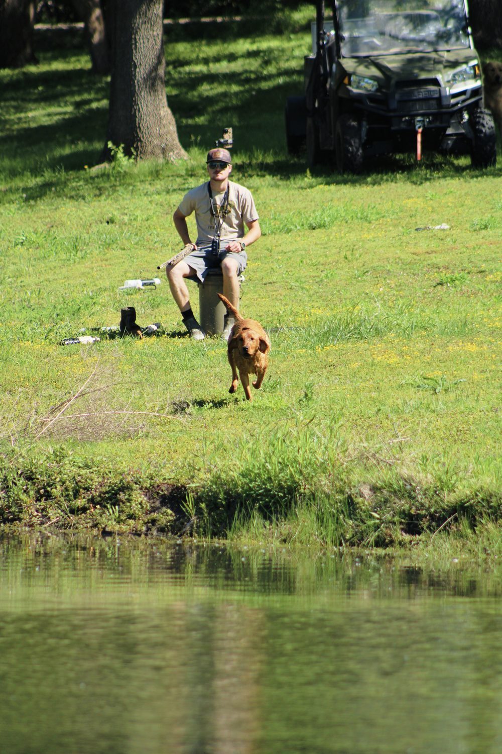 Ella, Devin's yellow Labrador, in the field