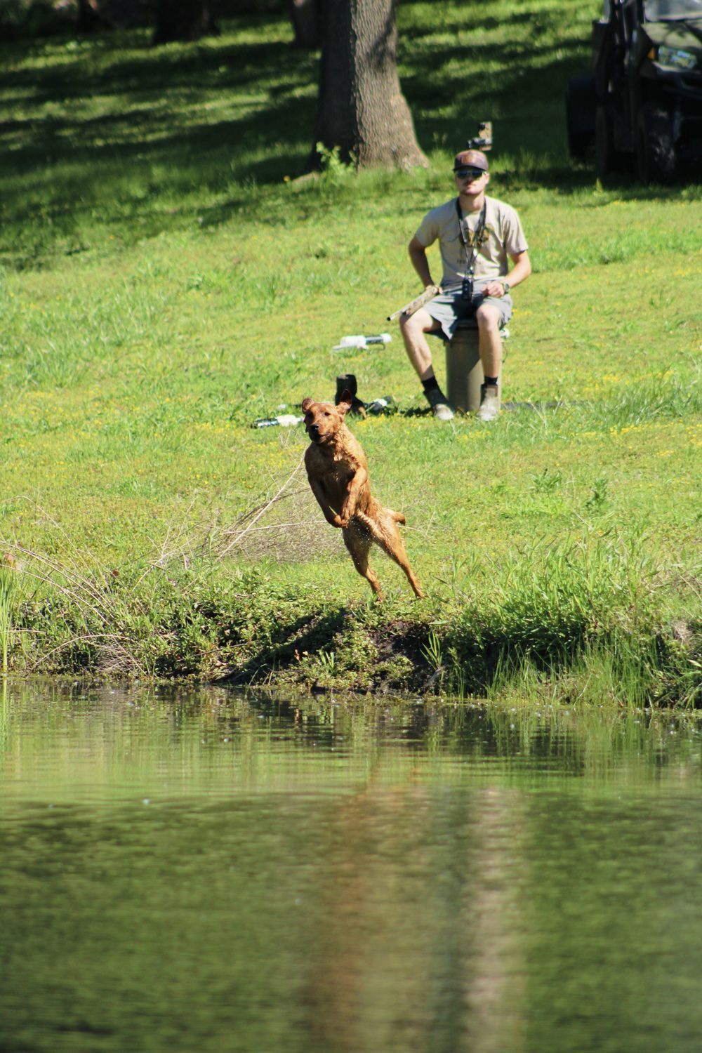Retriever charging up from the water