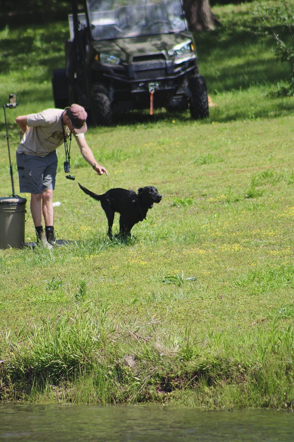 Sending a dog on a mark