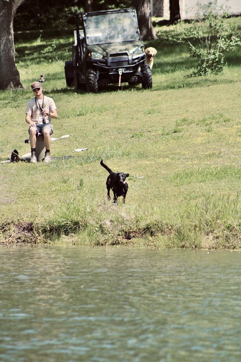 Retriever running the field