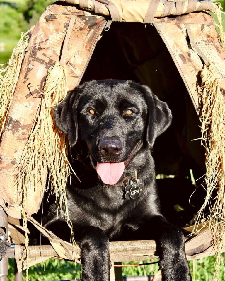 Ruger