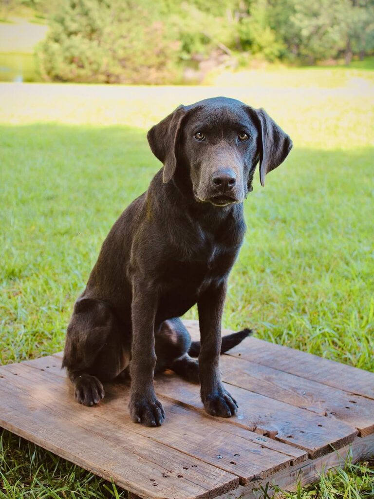 Sadie the dog
