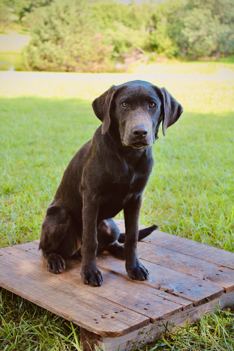Sadie during obedience training