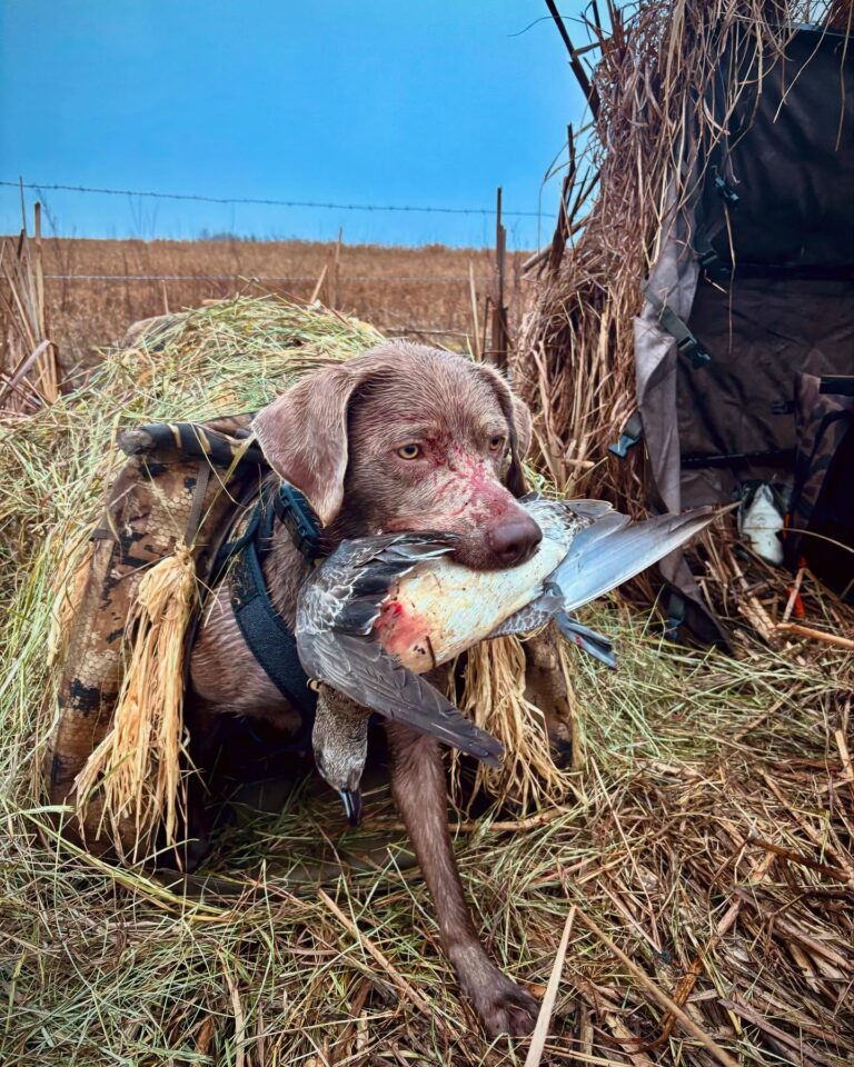 Great Plains Kennels dog