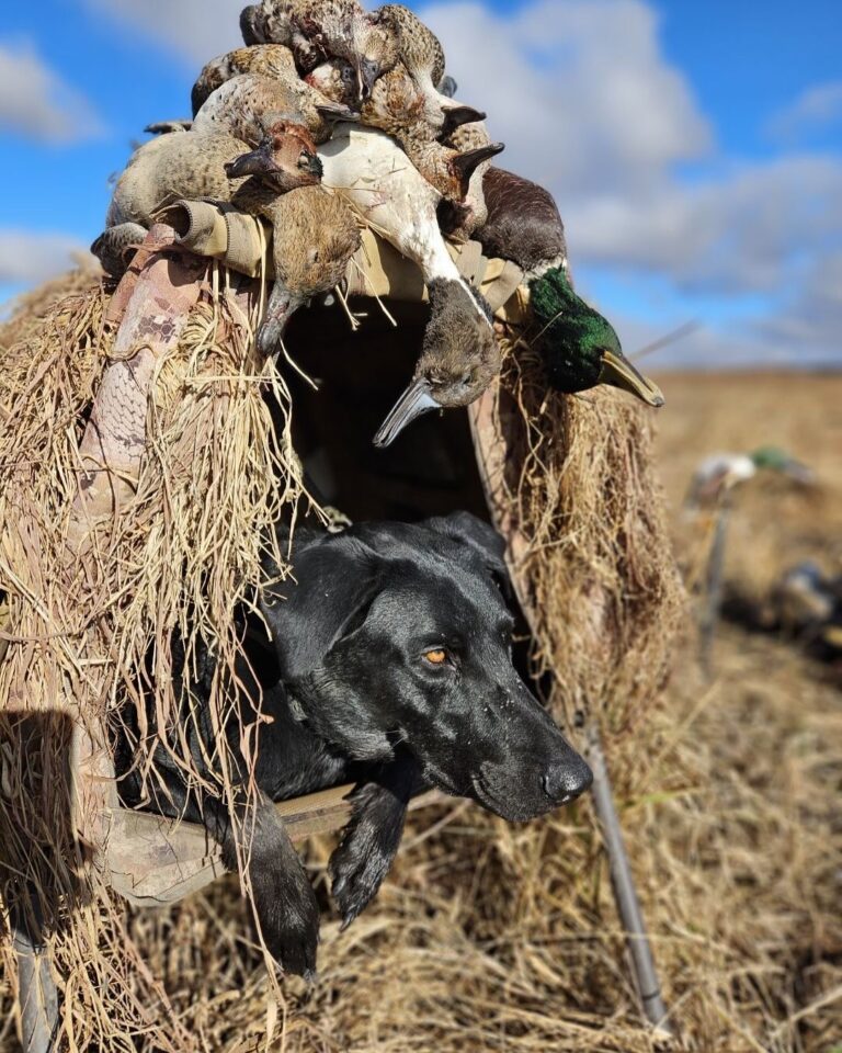 Great Plains Kennels dog