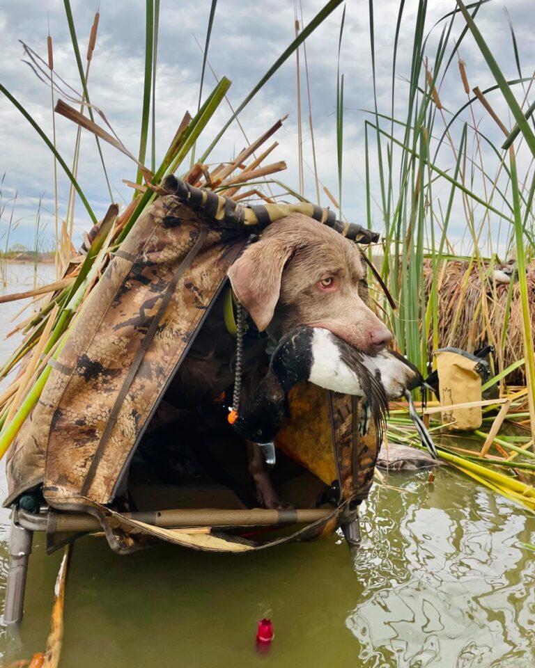 Great Plains Kennels dog