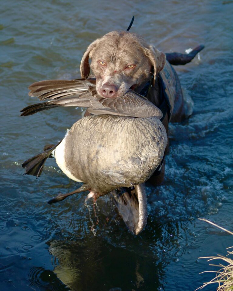 Great Plains Kennels dog